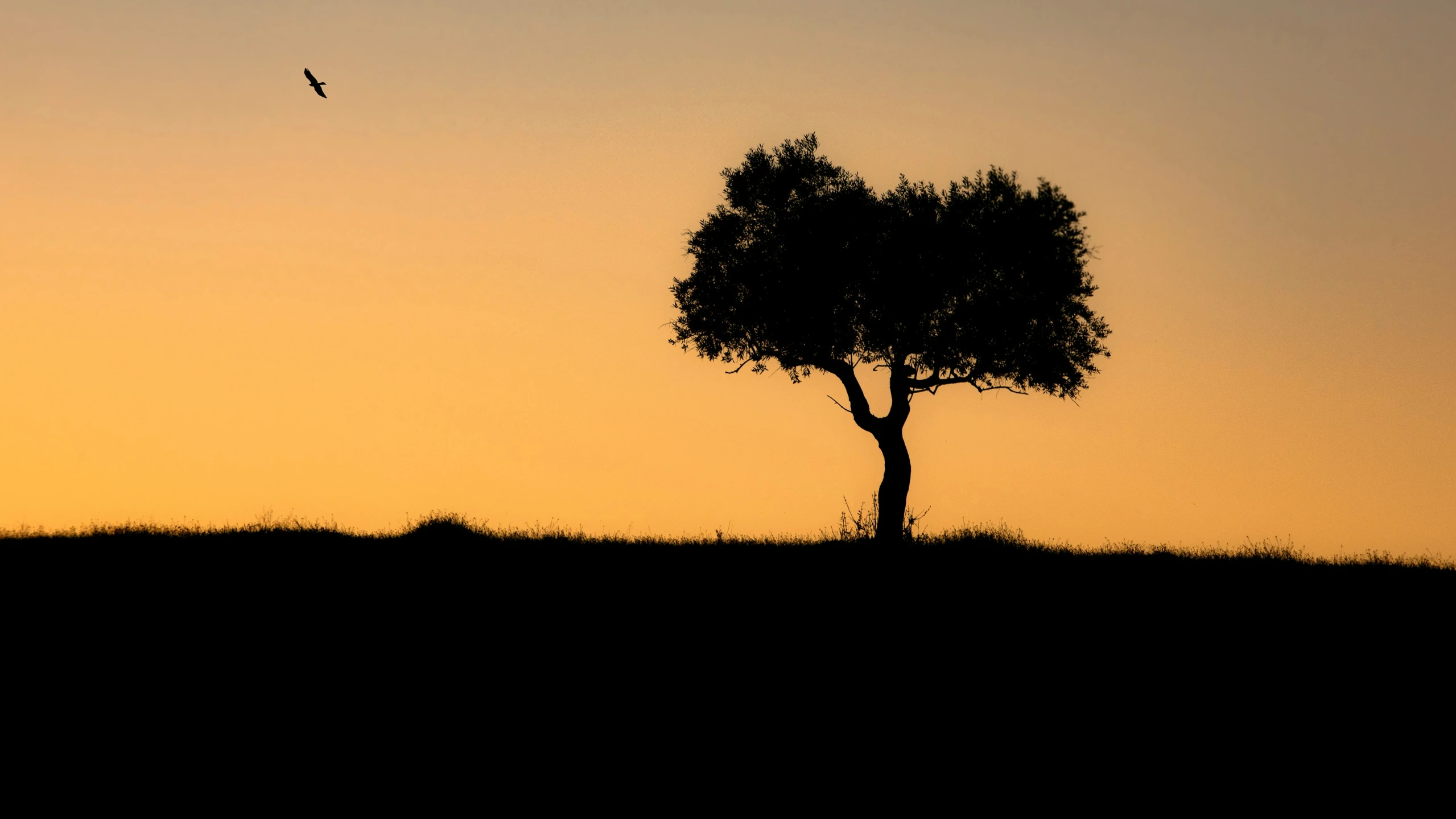 a lone tree in the evening with a bird flying in the sky