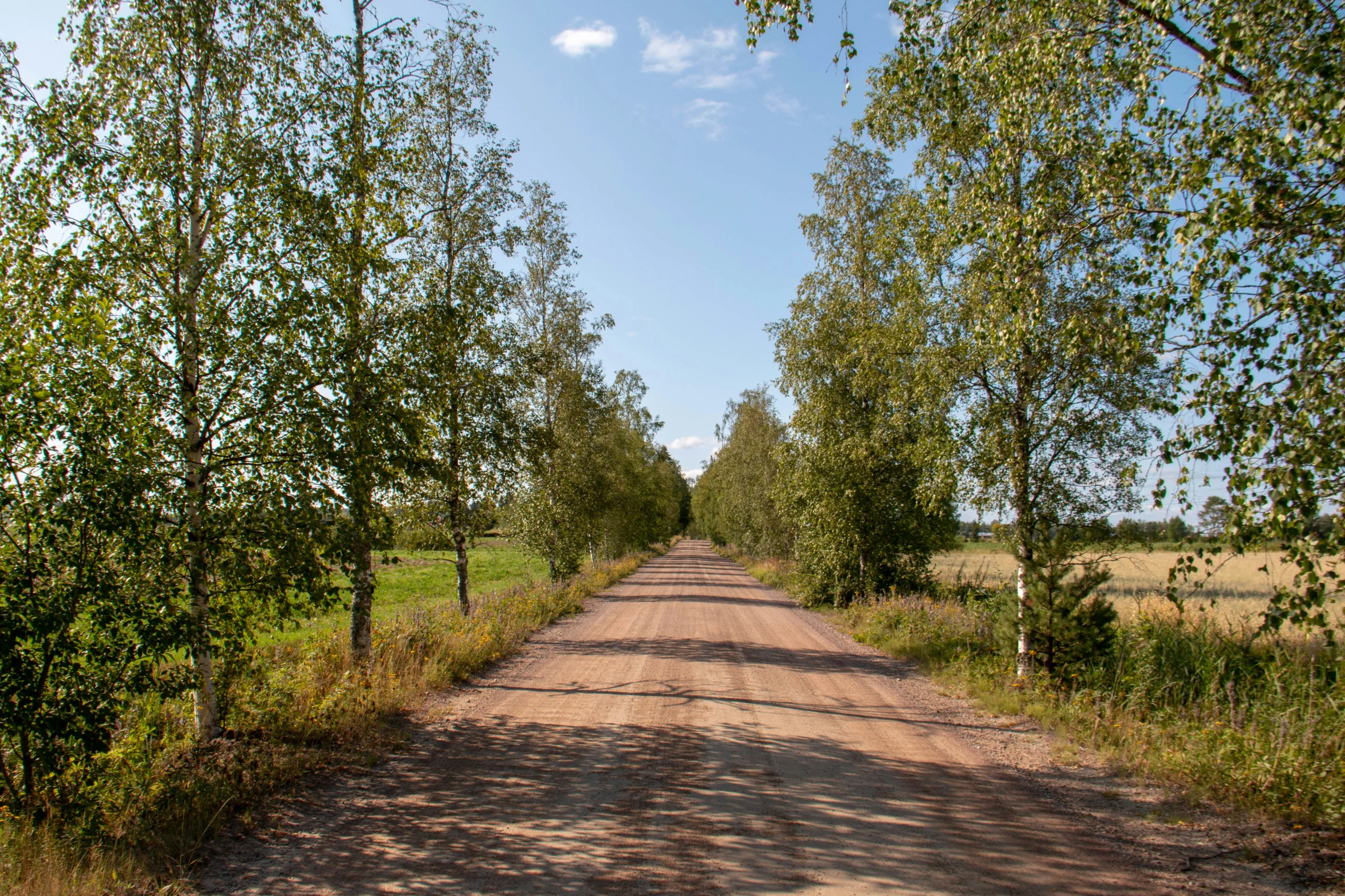 a dirt road going through some trees and tall grass