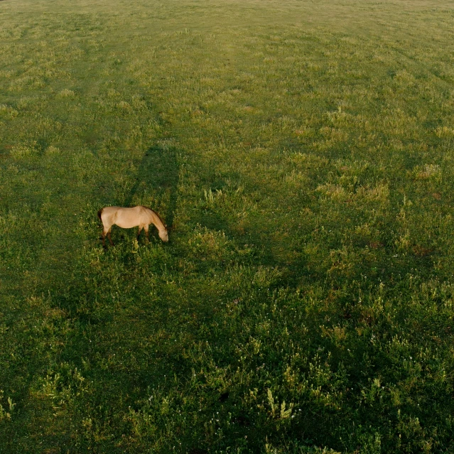 a single horse grazes on a green field