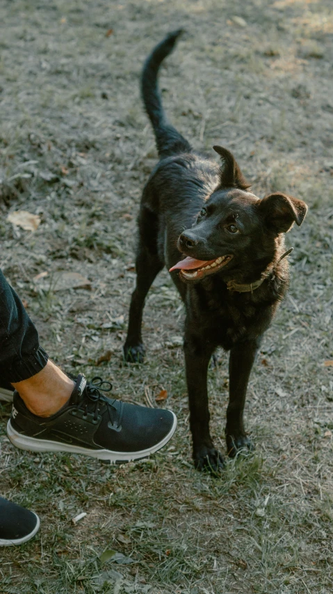 a person holding a frisbee with a dog beside them