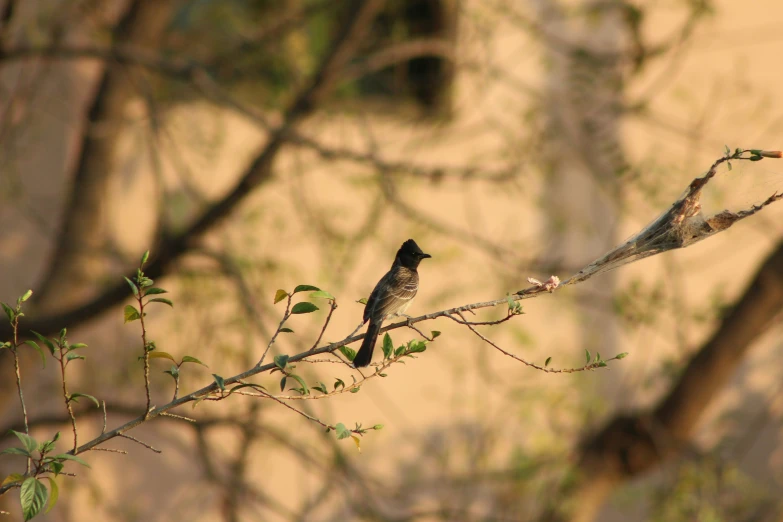 a bird sitting on top of a nch near the leaves