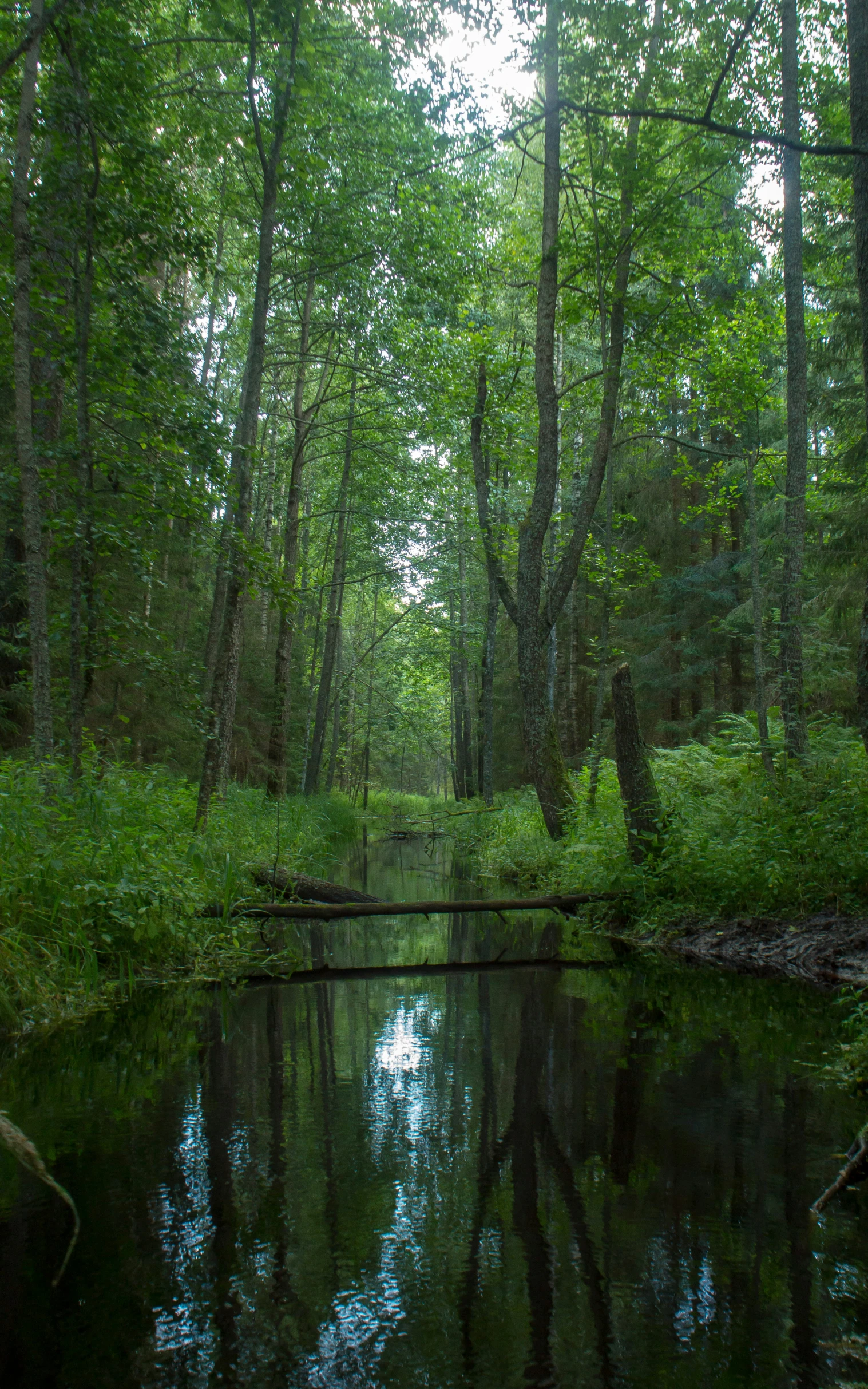 a pond surrounded by lots of green trees