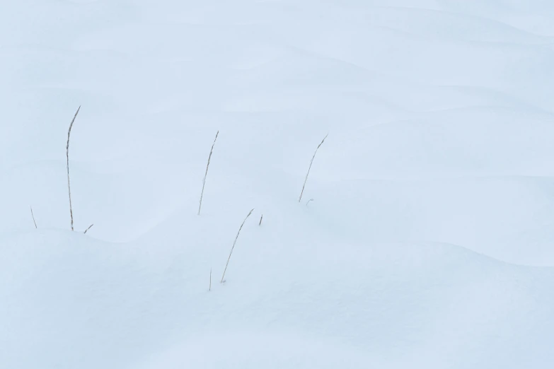 some snow nches and plants sticking out of the snow