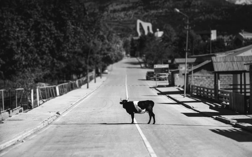 a lone cow standing on the side of a road