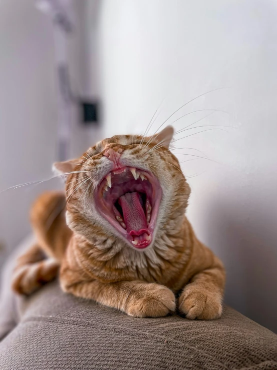 a cat with it's mouth open, with its mouth wide open