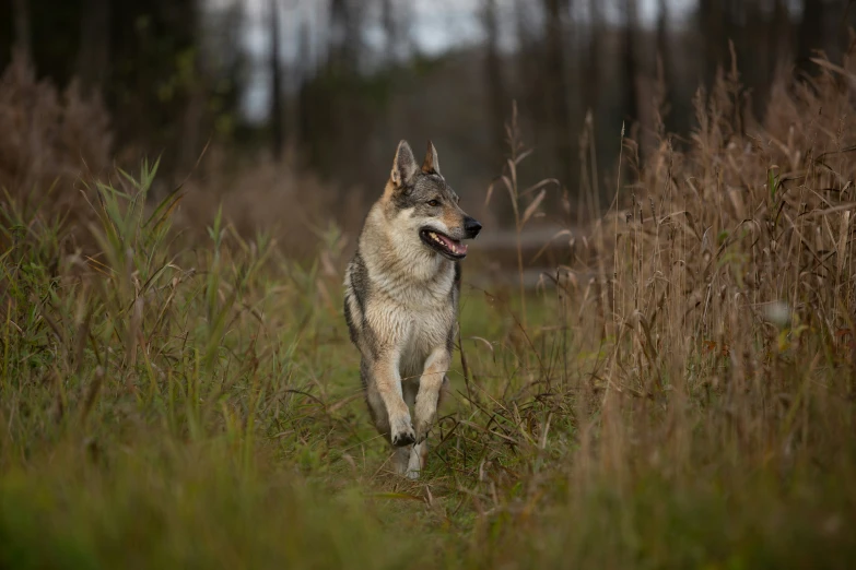 a lone wolf walking through the tall grass