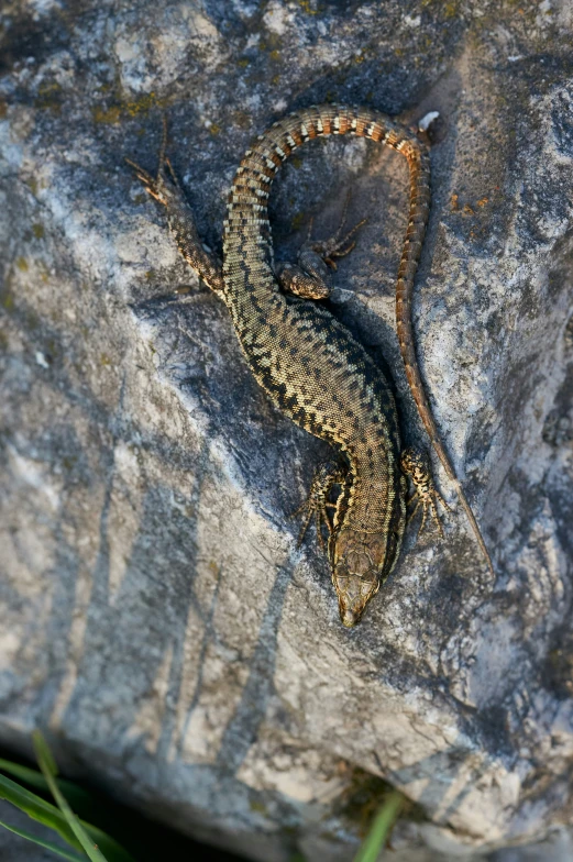 a gecko lying on the rock and looking around