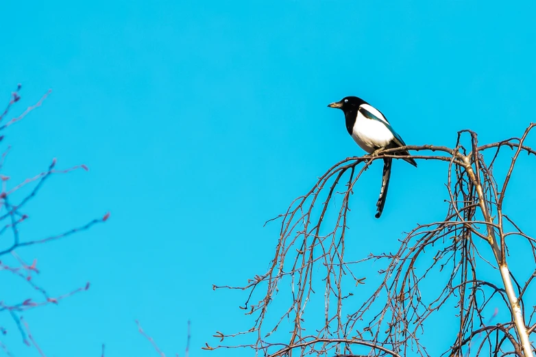 a bird perched on a nch of a bare tree