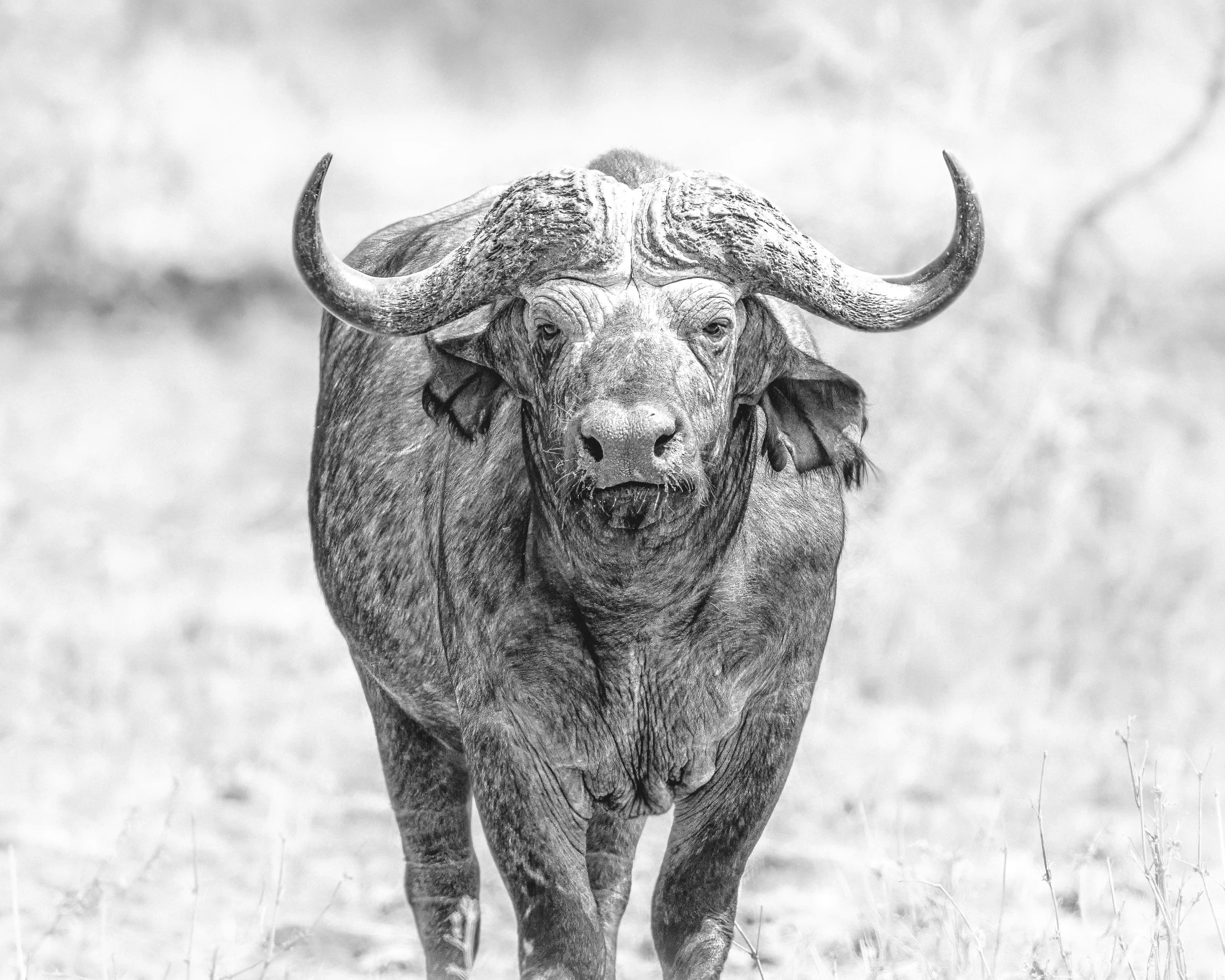 black and white po of a steer standing in a field