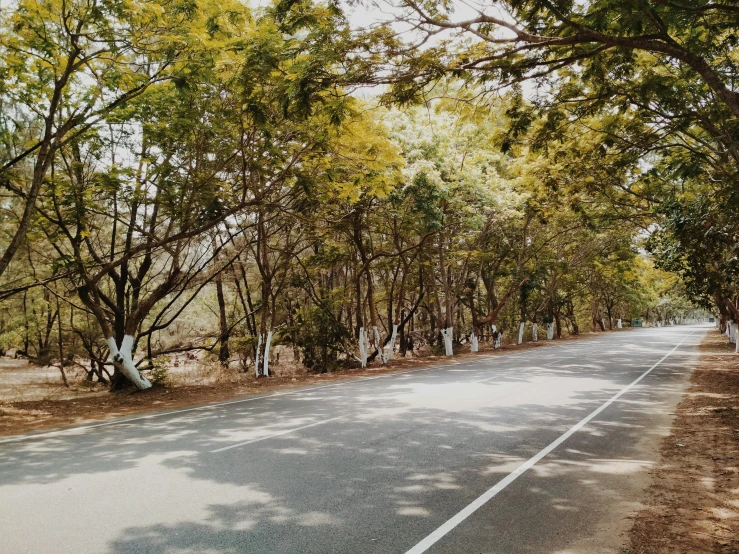 a view of a street lined with trees