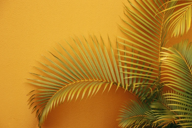 a palm tree and the tan wall are all above