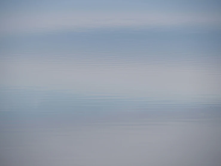 a single animal that is walking on a beach