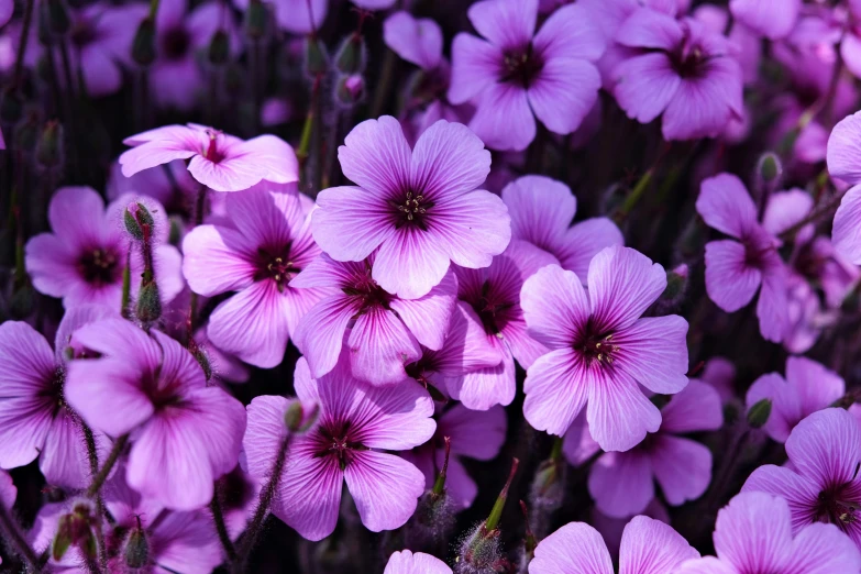 purple flowers on the outside of some kind of plant