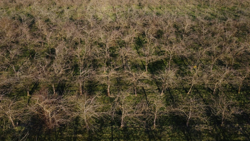 several birds flying over trees in an open field