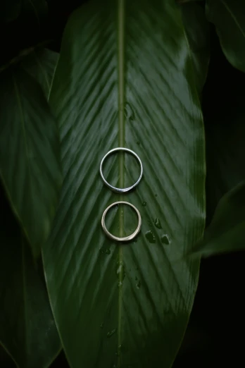 two silver rings sitting on top of a leaf