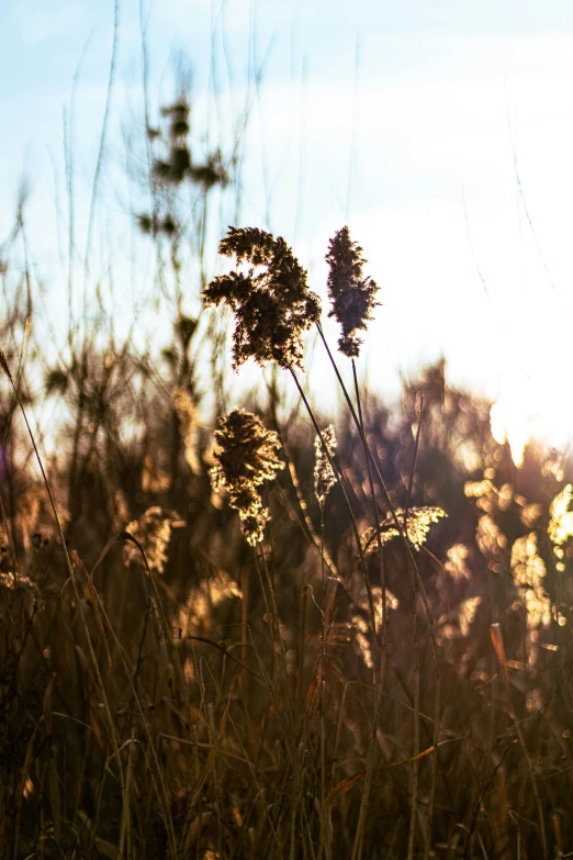 the sun is shining behind some tall grass