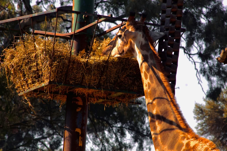 a tall giraffe eating food from a feeding trough