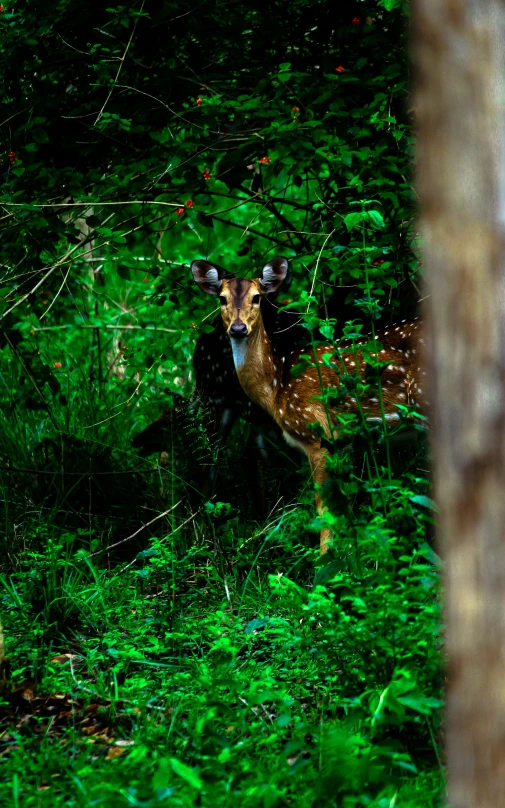 a deer and its fawn are in the green brush