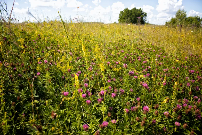 purple wildflowers in a field with blue sky