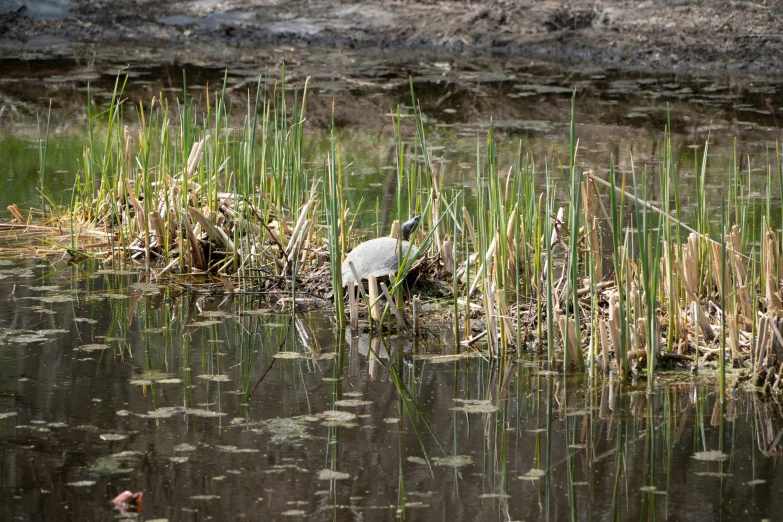 an egret stands in water and rests on the side of a body of water