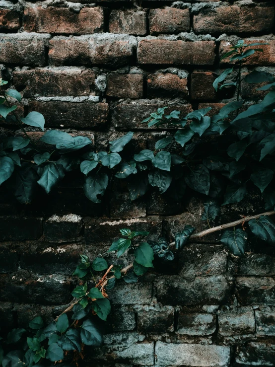 a brick wall covered with vines and vines