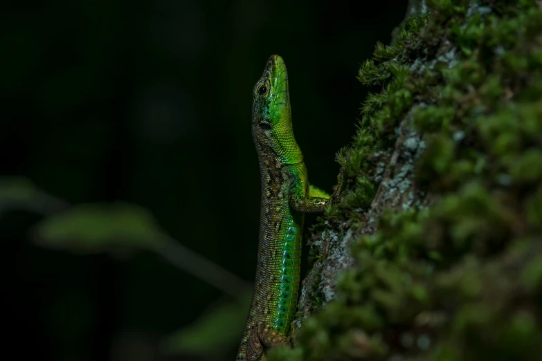 a green and yellow lizard sitting on top of a tree