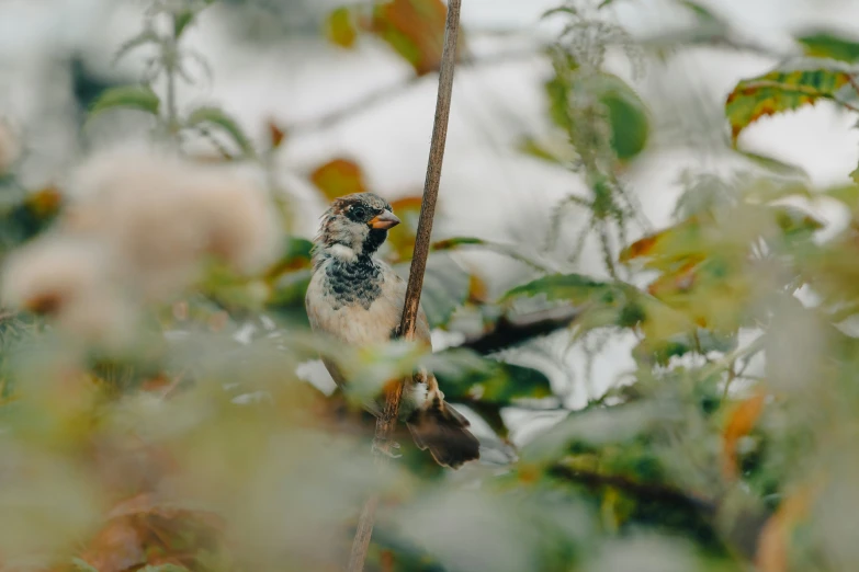 a bird perched on top of a tree next to leaves