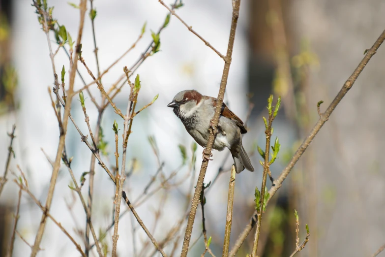 a small bird perched on top of a tree nch