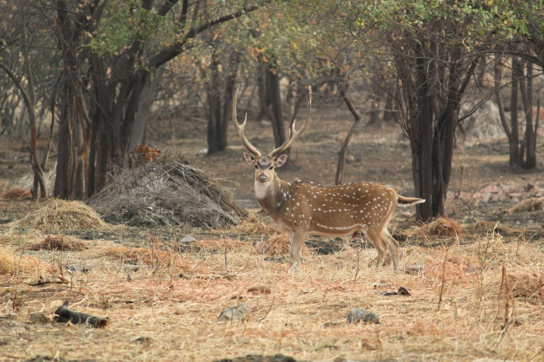 the deer is in the woods with its head up