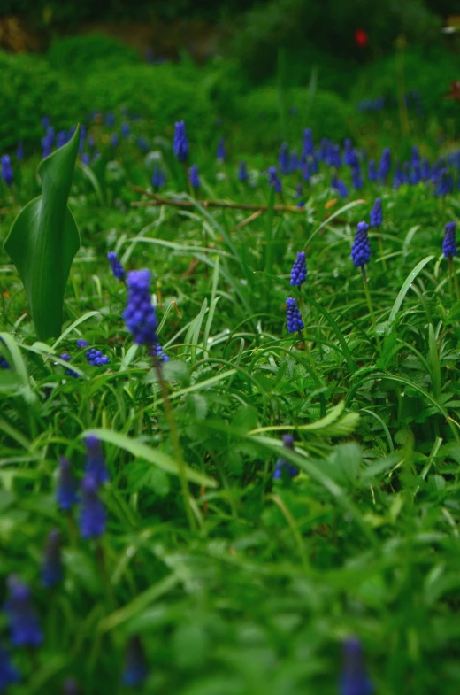 a blue flower sitting on the ground surrounded by grass