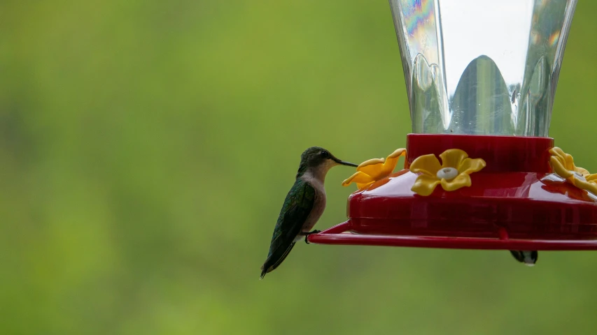 a hummingbird with yellow flowers on it is hanging from a feeder