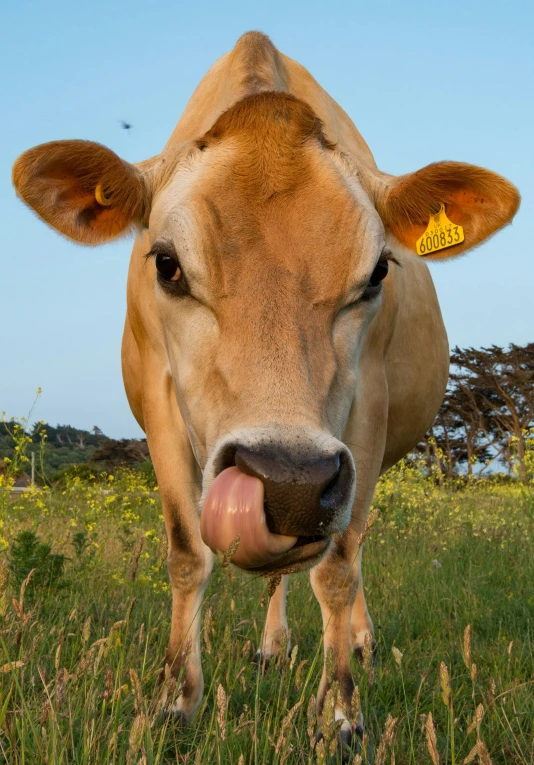 a close up of a brown cow with its tongue out