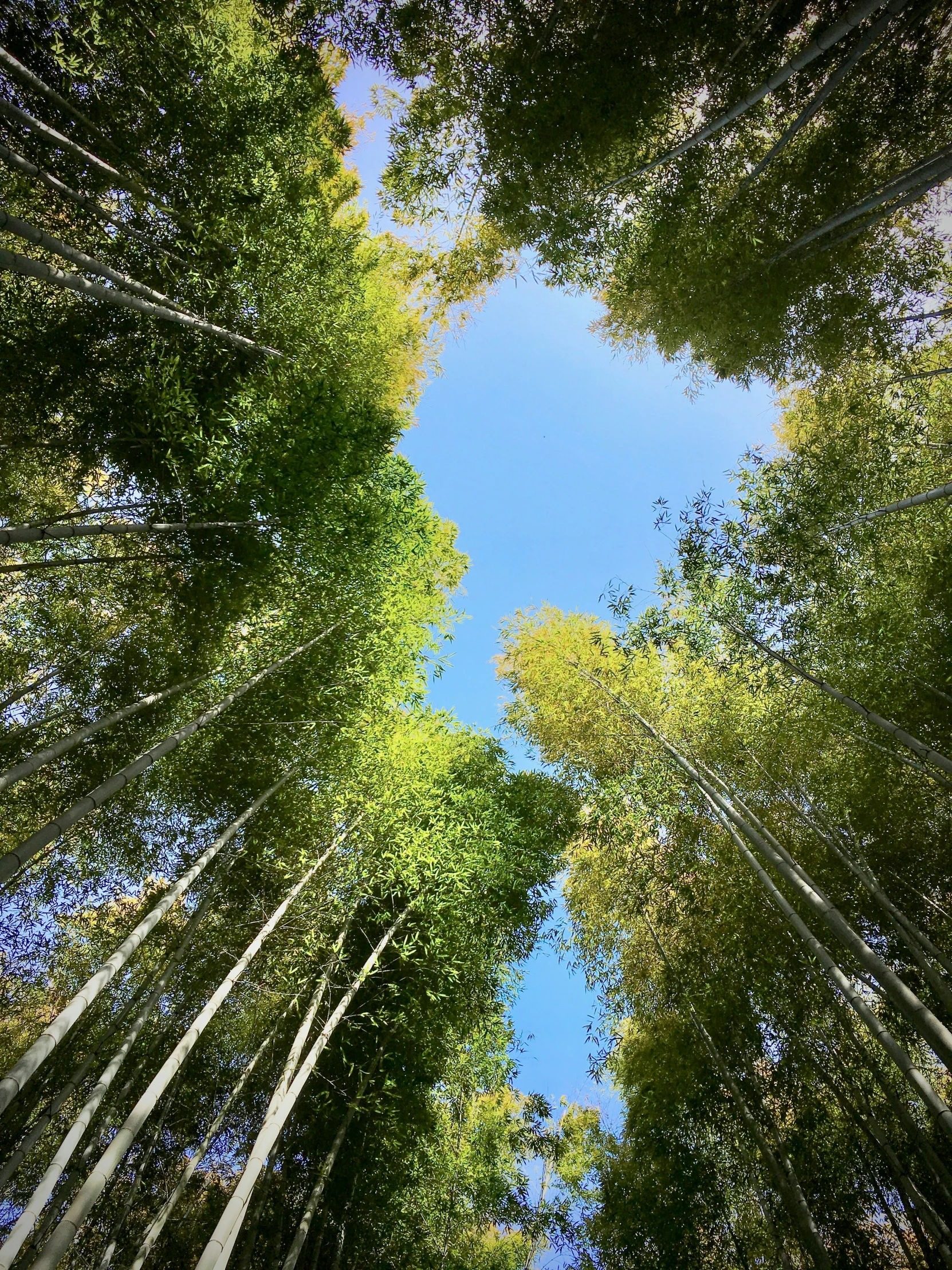 looking up at the canopy of a group of trees