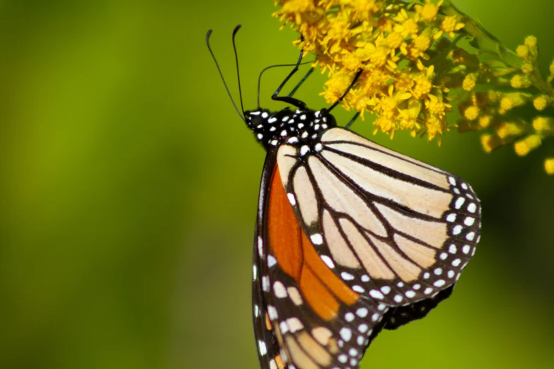 a close up of a erfly on a plant with yellow flowers