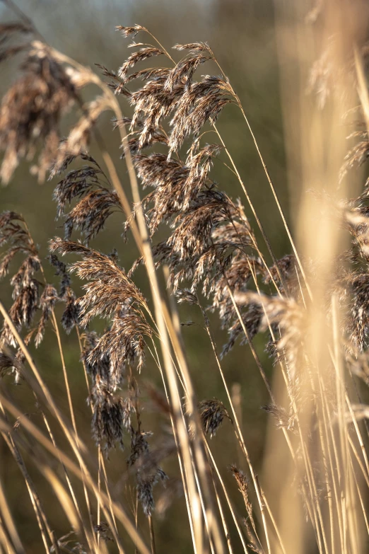 a group of dry grass is in a field