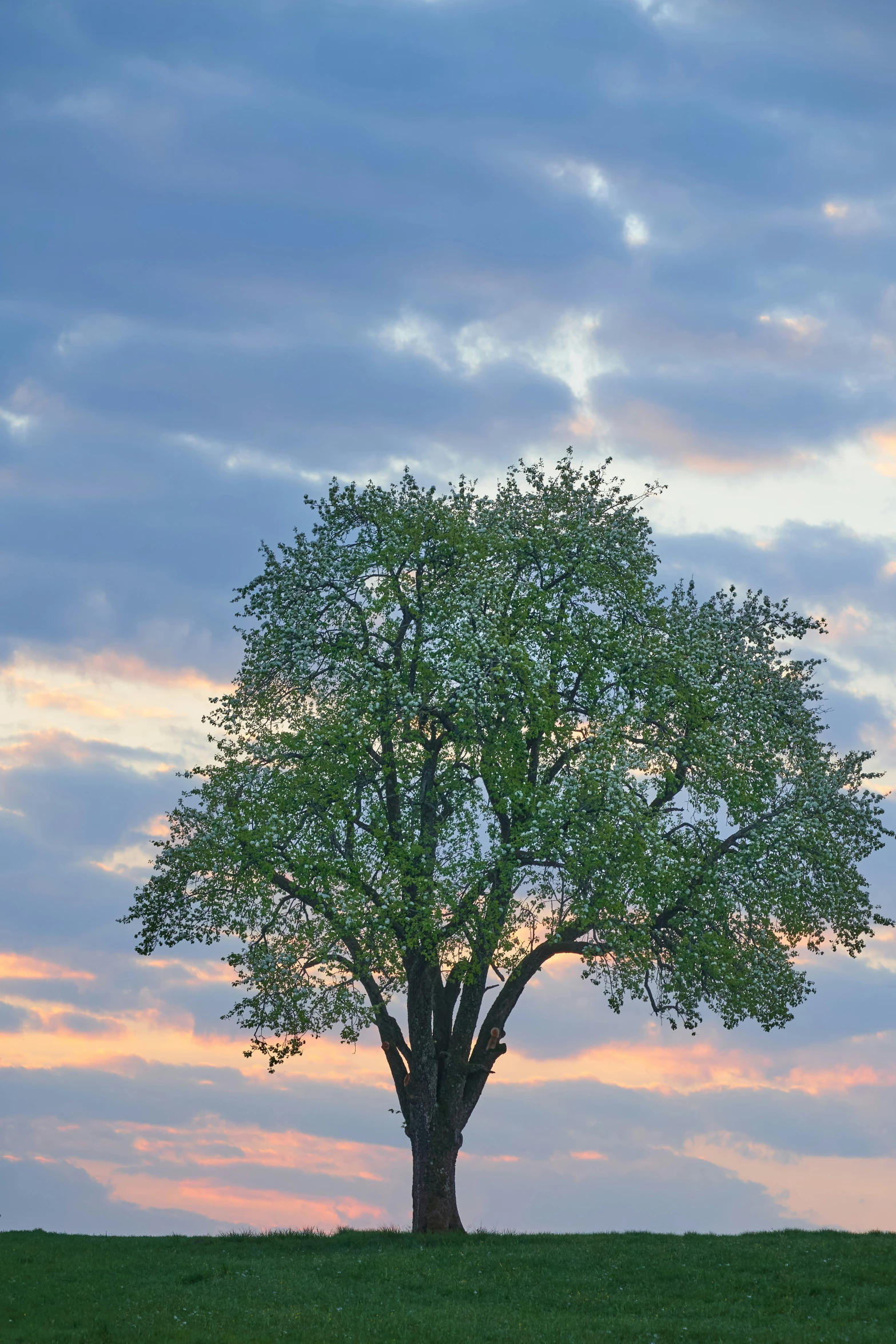 a lone tree in the middle of a field