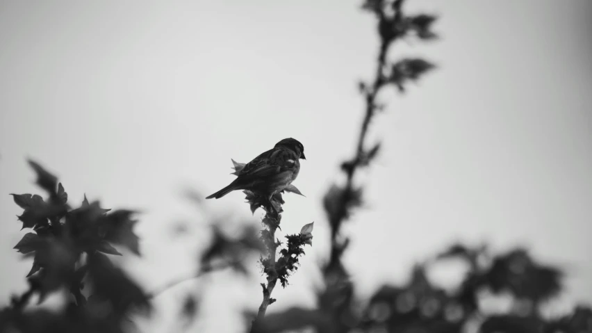 black and white image of a bird on a nch