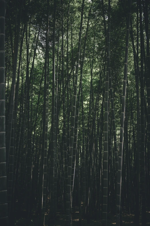 a number of trees in a forest behind a brick building