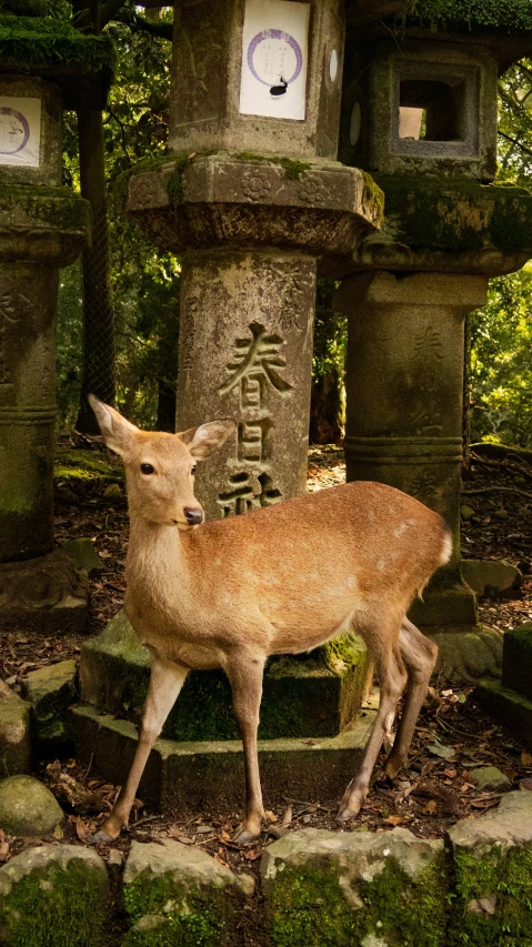 a young deer stands by a statue with moss