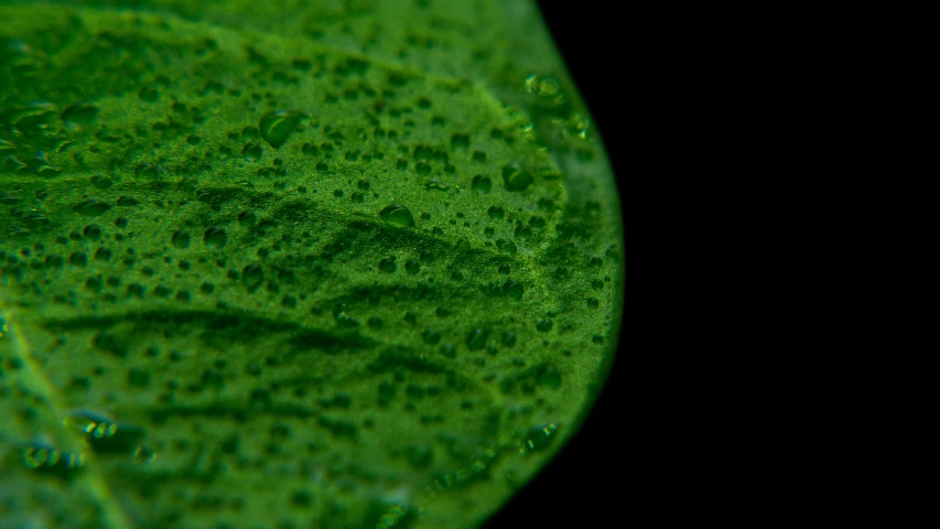 a green leaf with small bumps and small drops of water