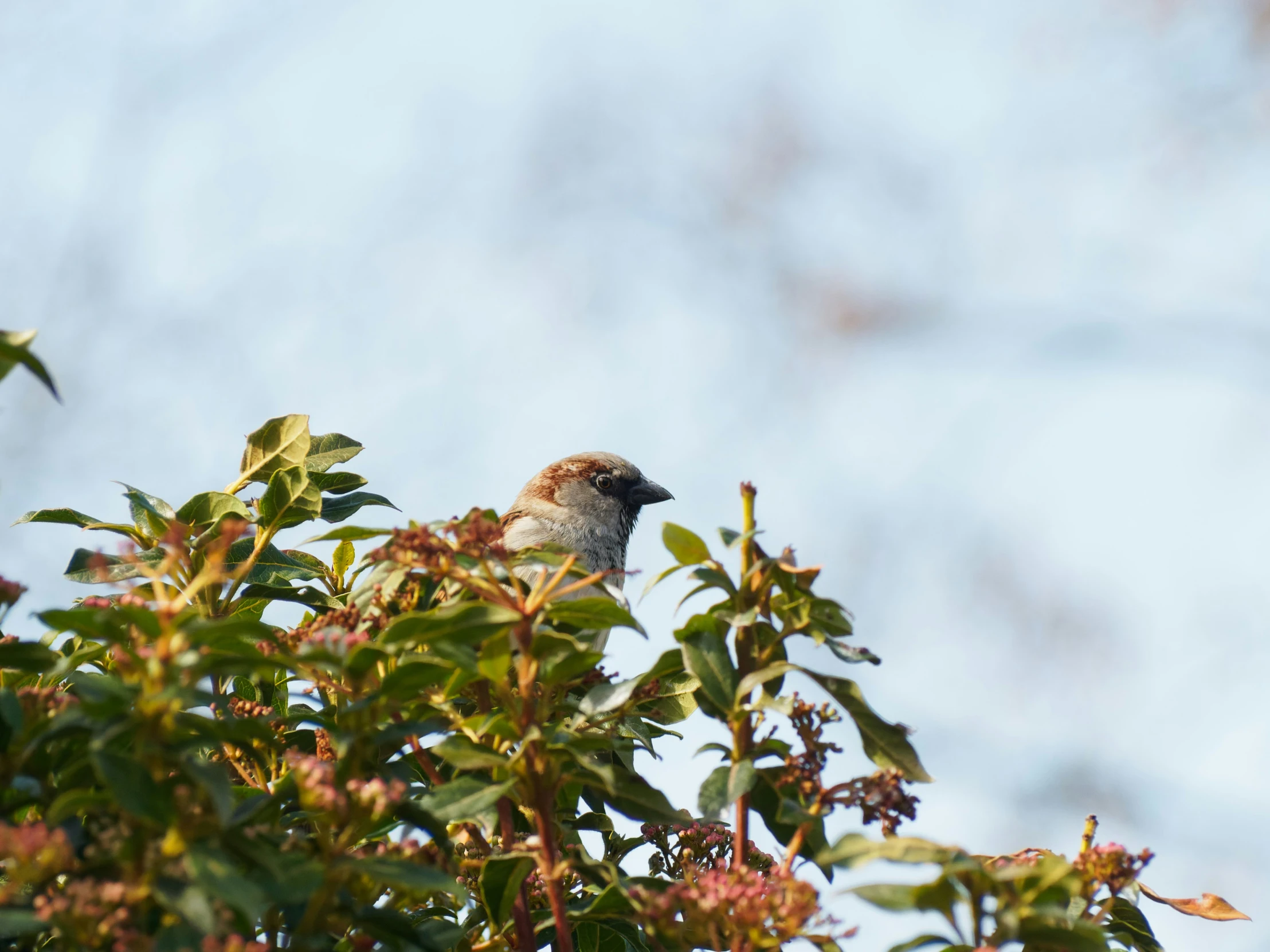 a bird is perched in a tree looking out over the foliage