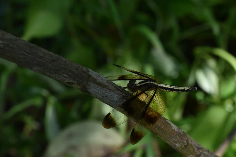 a dragonfly sits on top of a piece of wood