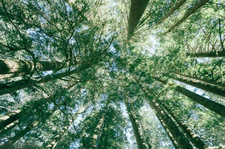 the bottom view of a very tall forest