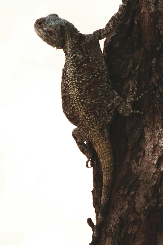 a lizard sitting on top of a tree nch