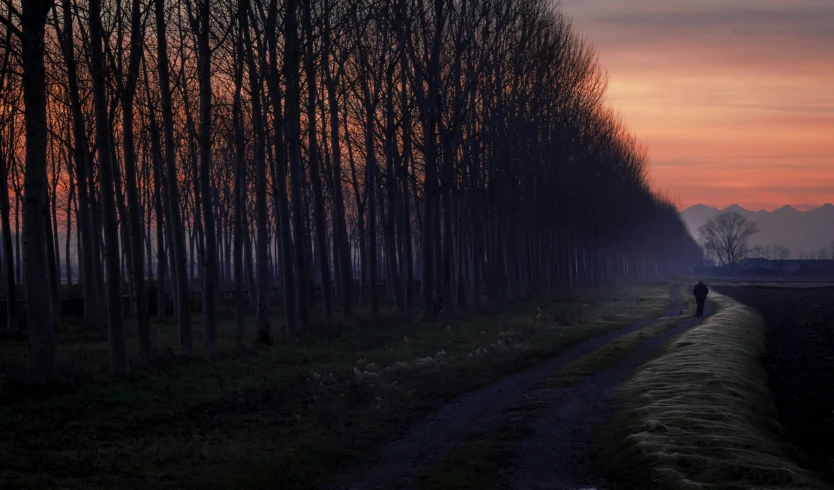 a person walking down a trail lined with tall, skinny trees