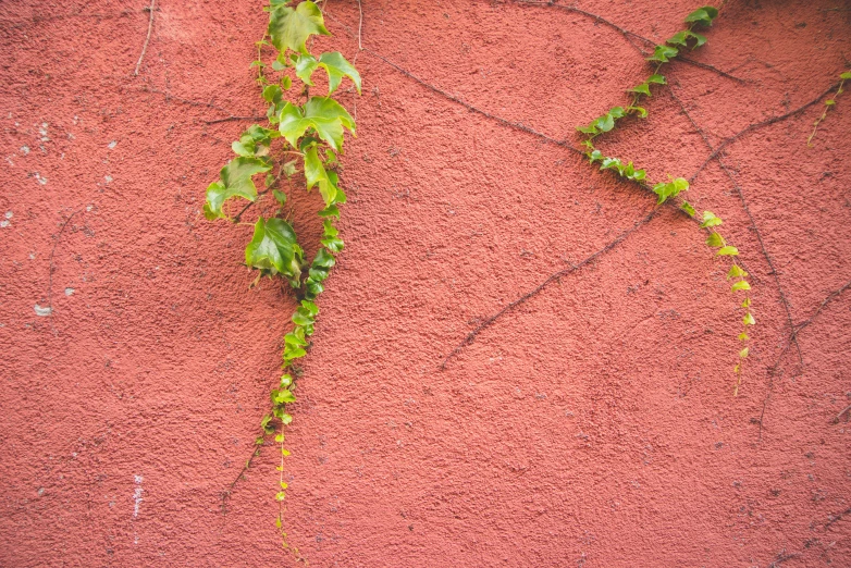 a leafy vine on a wall with dirt