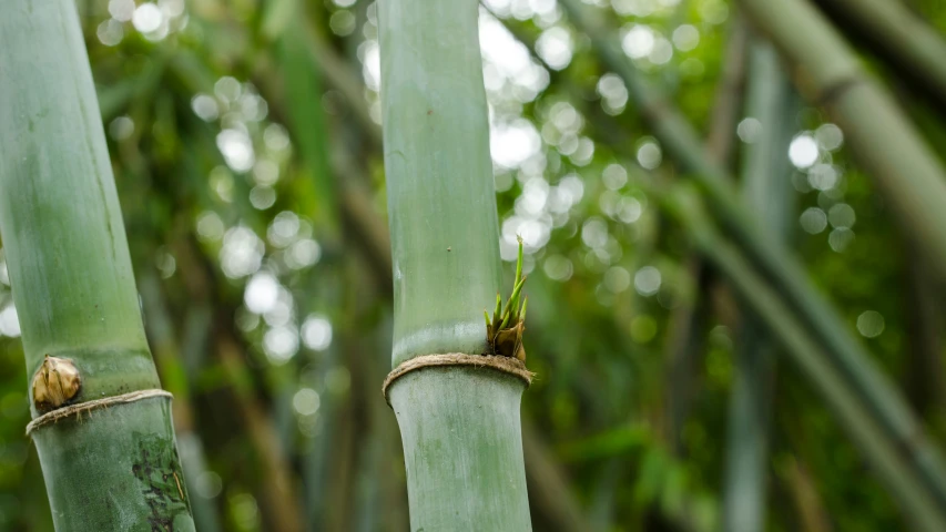 the bamboo stalks are green and thin with brown flowers