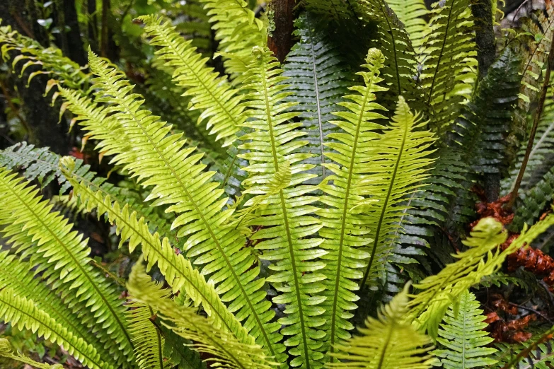 green and yellow leaves of plant in forest