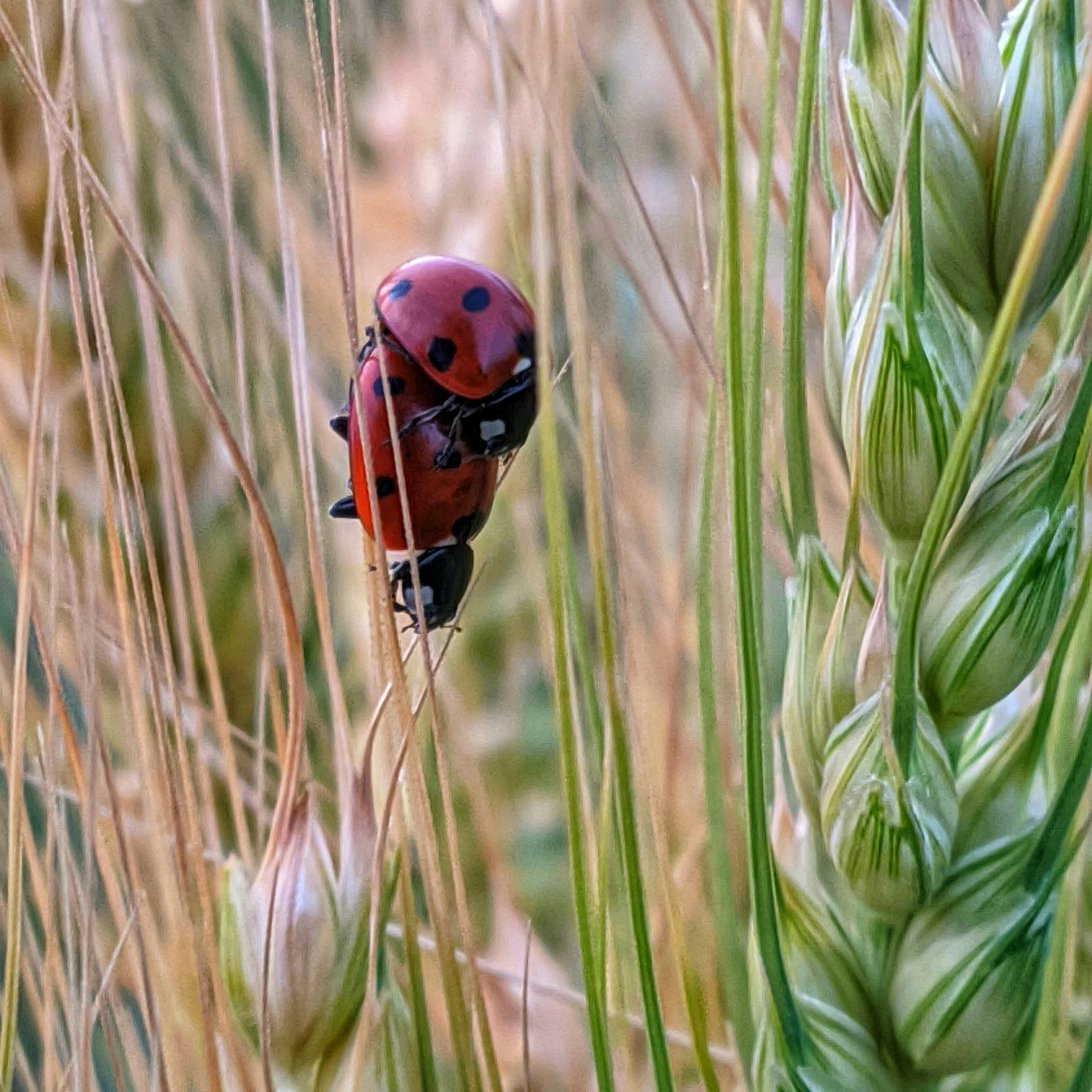 a lady bug sitting on top of some tall grass