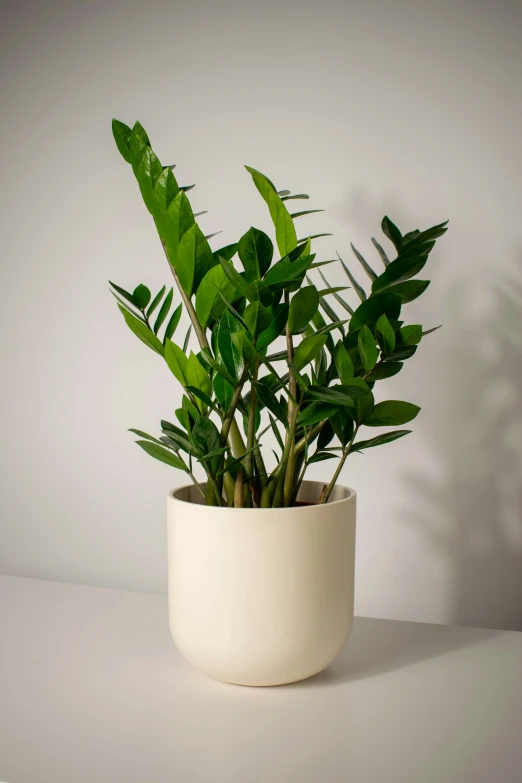 the small potted plant is sitting on a table